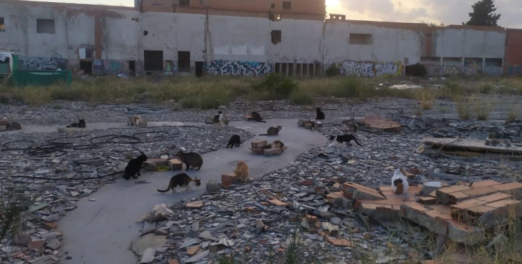 L'actual emplaçament del Solar dels Gats | Cedida